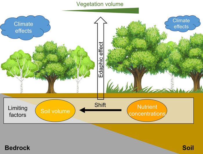 As karst soils thin, the main growth constraint shifts