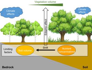 As karst soils thin, the main growth constraint shifts
