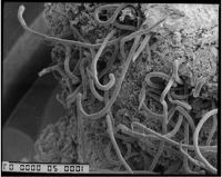 Nematodes
