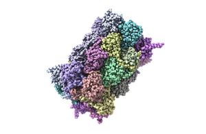 Proteasome