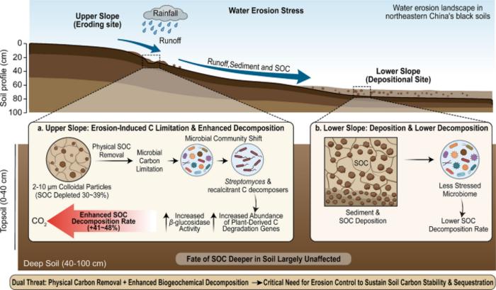 When Erosion Changes the Microbial Rules of Soil Carbon Loss