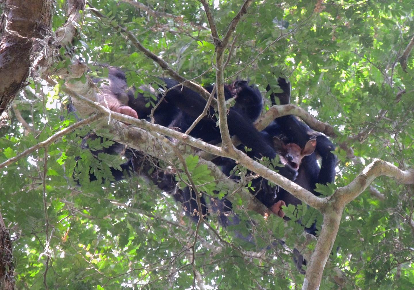Bonobos With Their Prey