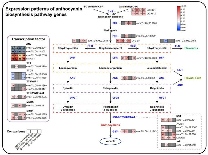 Expression patterns of anthocyanin biosynthesis pathway genes and TFs.