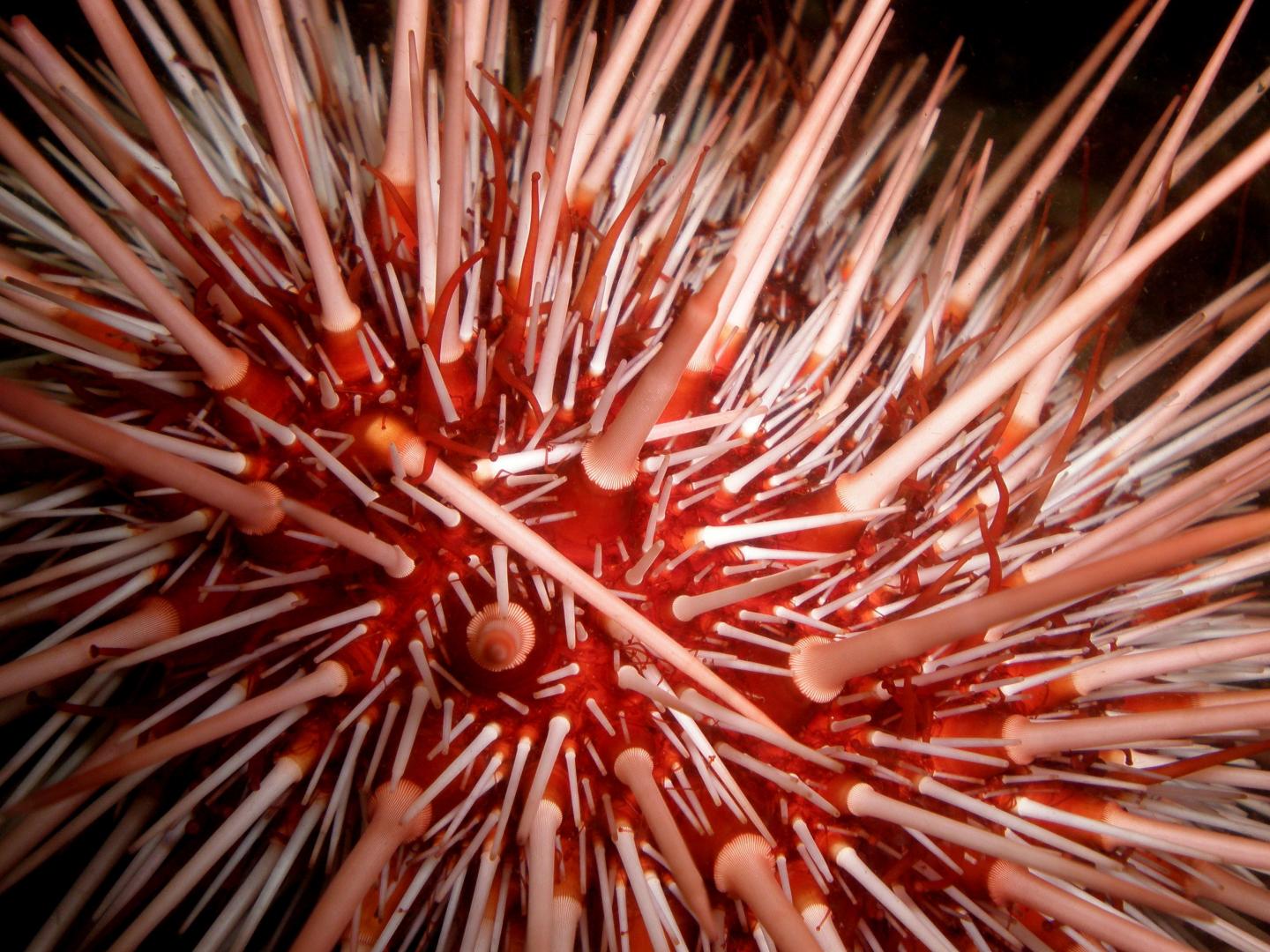 Sea Urchin