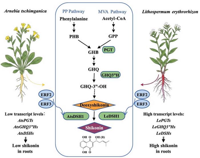 A schematic model illustrating the mechanisms underlying differences in shikonin content between A. tschimganica and L. erythrorhizon, and the role of the DSH1 enzyme gene and its transcriptional regulation in shikonin biosynthesis.