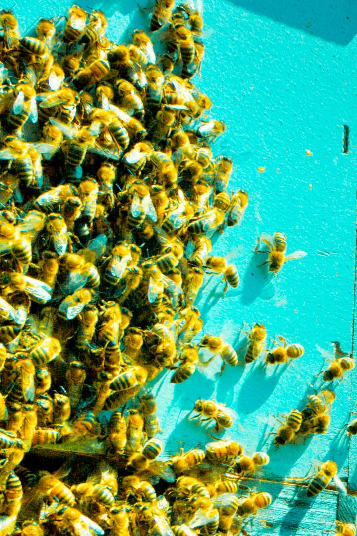 Bees: Needed