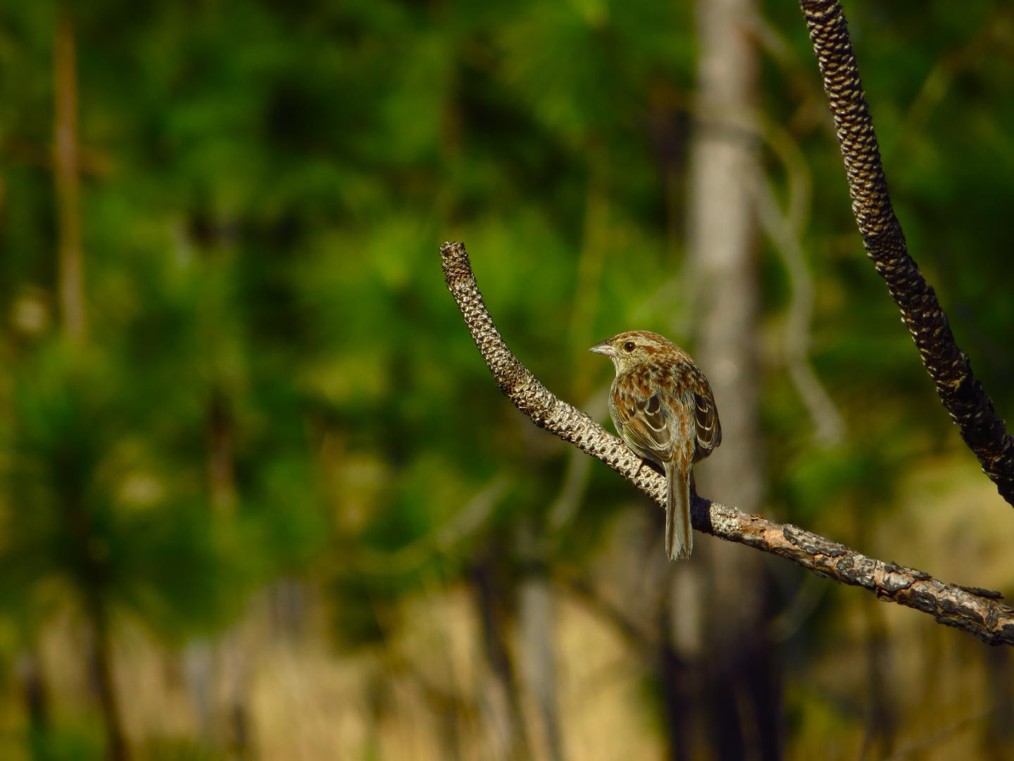 Bachman's Sparrow