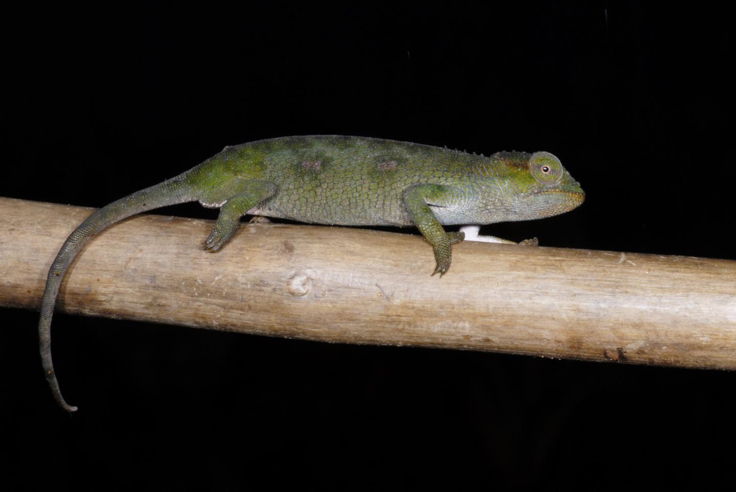 <em>Kinyongia itombwensis</em>