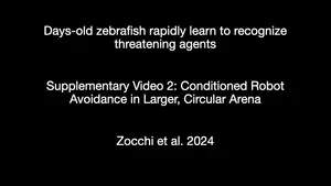 Predator robots help researchers uncover how larval zebrafish rapidly learn