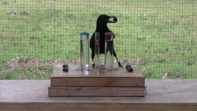 Crows Complete Basic 'Aesop's Fable' Task