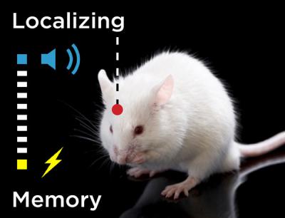 Memory in the Cortex