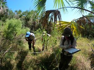 Vegetation survey Cumberland Island Georgia - USA - photo Eva Lansu
