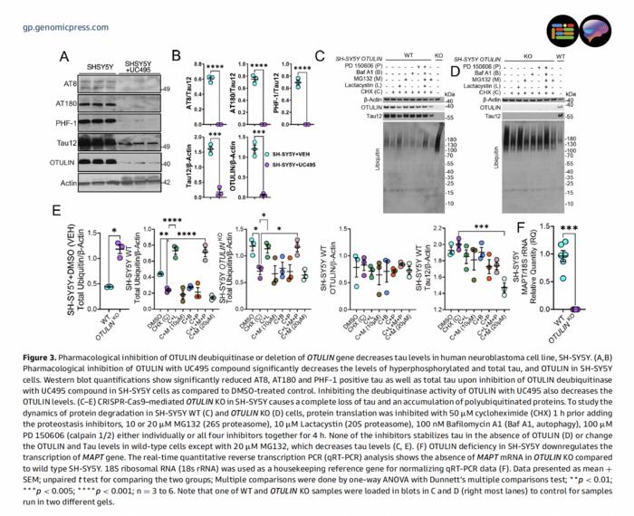 Pharmacological inhibition of OTULIN deubiquitinase or deletion of OTULIN gene decreases tau levels in human neuroblastoma cell line, SH-SY5Y.