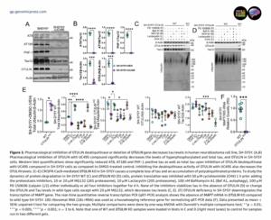 Pharmacological inhibition of OTULIN deubiquitinase or deletion of OTULIN gene decreases tau levels in human neuroblastoma cell line, SH-SY5Y.
