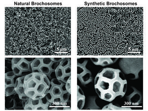 Leafhopper-inspired synthetic brochomsome