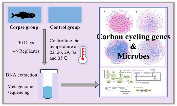 Animal corpse decomposition under elevating temperature: a metabolic bridge from labile to recalcitrant carbon pools