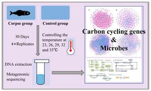 Animal corpse decomposition under elevating temperature: a metabolic bridge from labile to recalcitrant carbon pools
