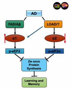 Working hypothesis for the roles of AMPKα isoforms in Alzheimer’s disease.