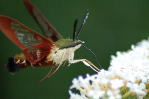 Moth