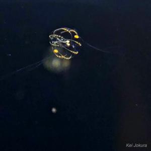 A ctenophore larva