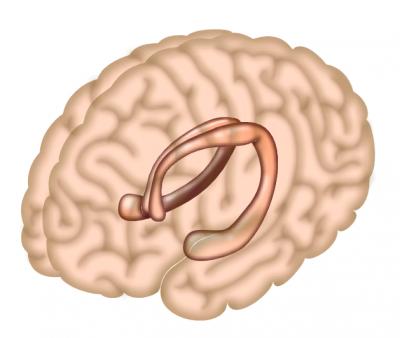 Hippocampus
