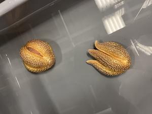 Sea star balling behavior