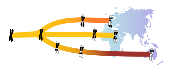 Archaic sequence length decay