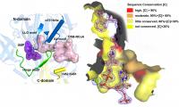 MenE Catalyzes a Two-Step Reaction in Two Different Structures (2 of 2)