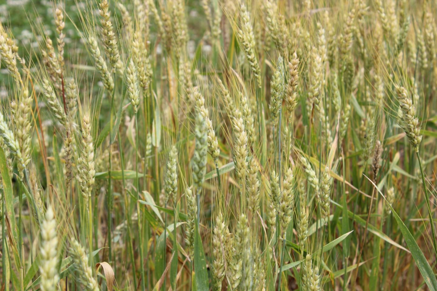 Cover Crop