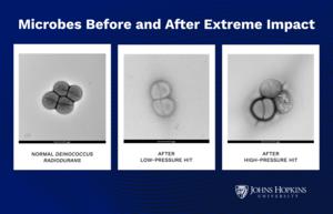 Microbes before and after extreme impact