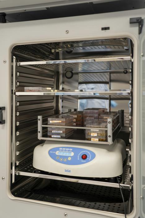 The organoids are stored in and incubator at 37℃ with 5% CO₂.