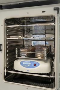 The organoids are stored in and incubator at 37℃ with 5% CO₂.