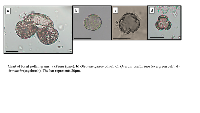 Chart of Fossil pollen grains.
