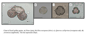 Chart of Fossil pollen grains.