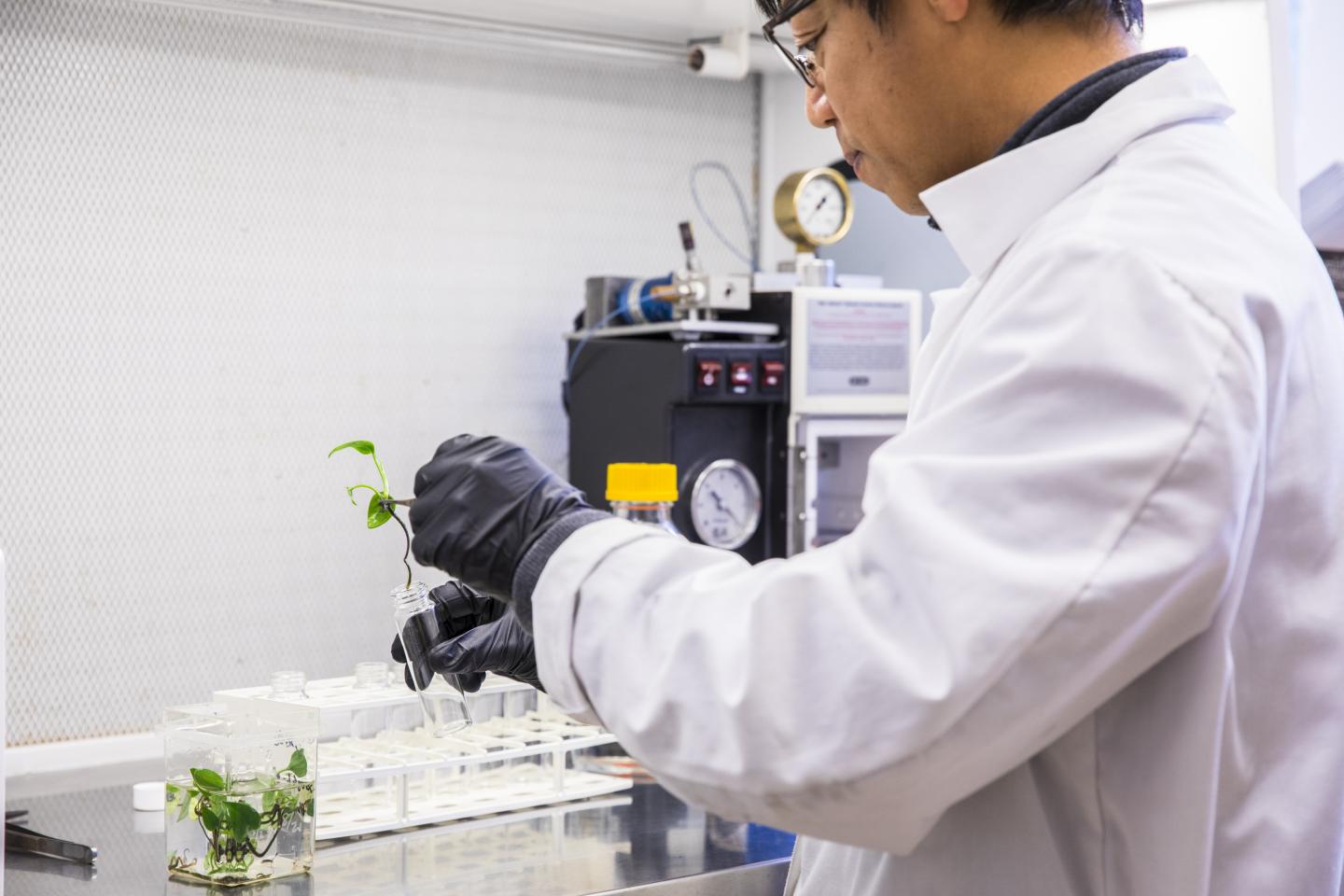 Testing the Modified Plants