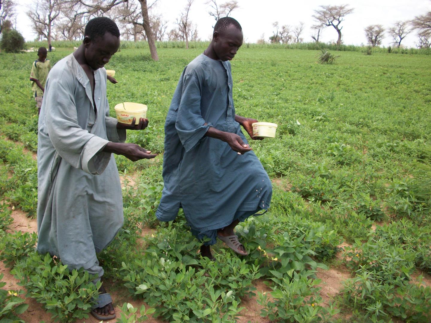 Farmers applying Aflasafe SN01 in a gro?undnut crop