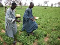 Farmers applying Aflasafe SN01 in a gro?undnut crop