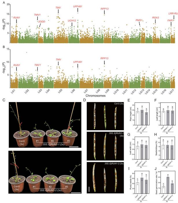 Exploration of distortedly segregated allelic genes.