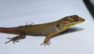 <em>G. humeralis</em> in Trinidad