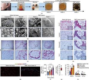 Characterization of RMF tissue cytoarchitecture.