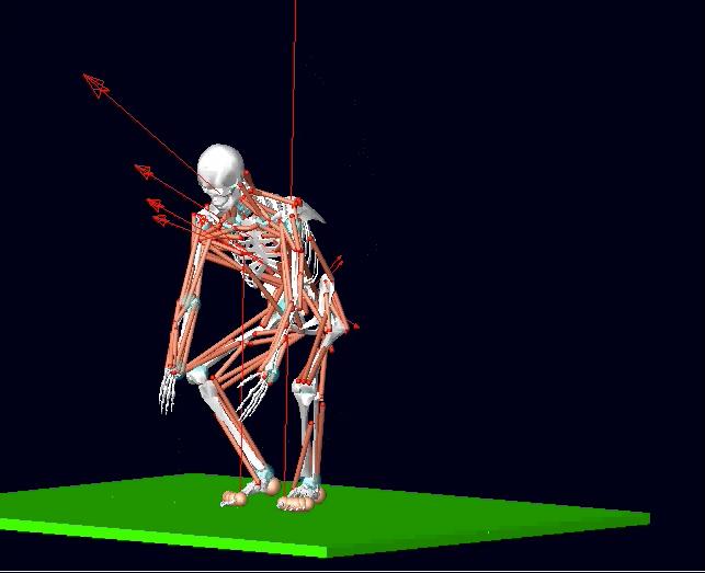 Force Distribution in the Human Spine while Lifting a Weight