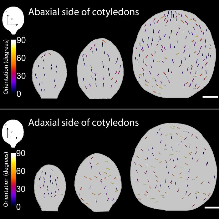 Stomata orientation