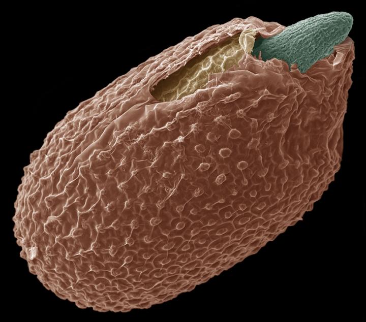 Seed