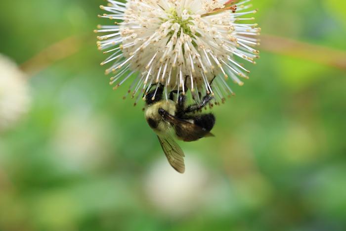 Bee