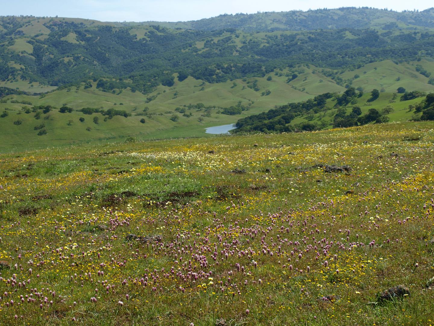Mt. Hamilton Range, California
