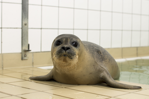 Seal Centre Pieterburen 2