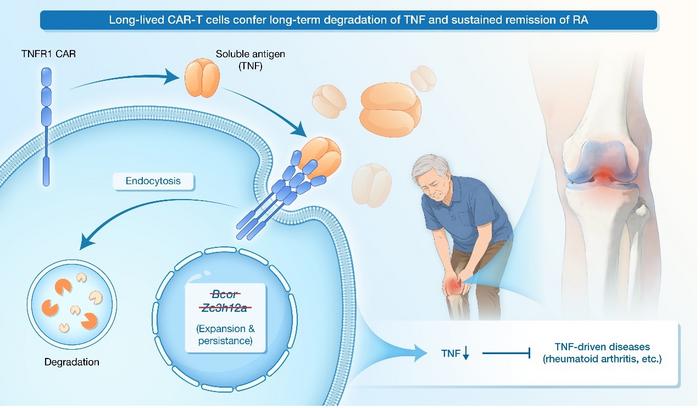 Long-lived CAR-T cells confer long-term degradation of TNF and sustained remission of RA