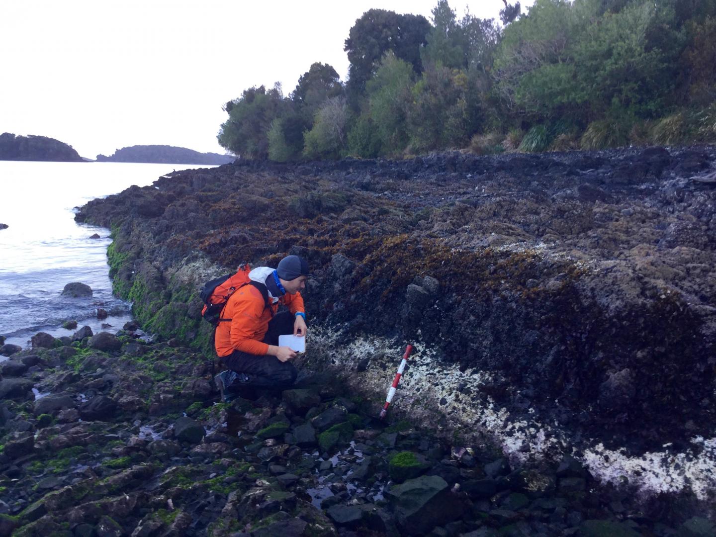 Algae Band and 2016 Chiloé earthquake