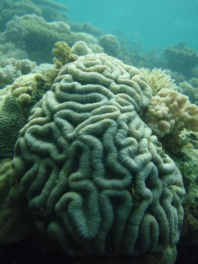 Coral 