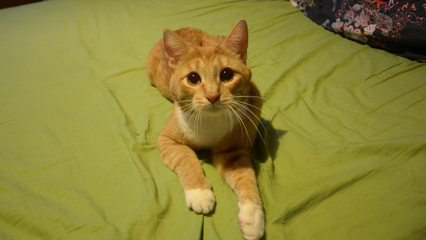 Some Mice Aren't Scared of Cats